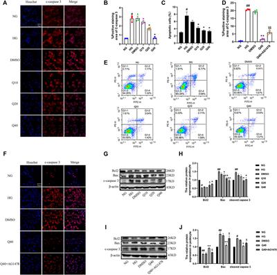 Quercetin Attenuates Podocyte Apoptosis of Diabetic Nephropathy Through Targeting EGFR Signaling